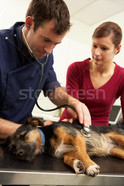 Stock photo: Male Veterinary Surgeon Examining Anaesthetised Dog In Surgery