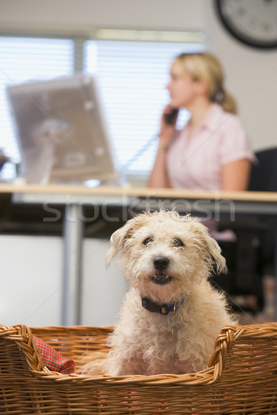 Stock photo: Dog lying in home office with woman in background