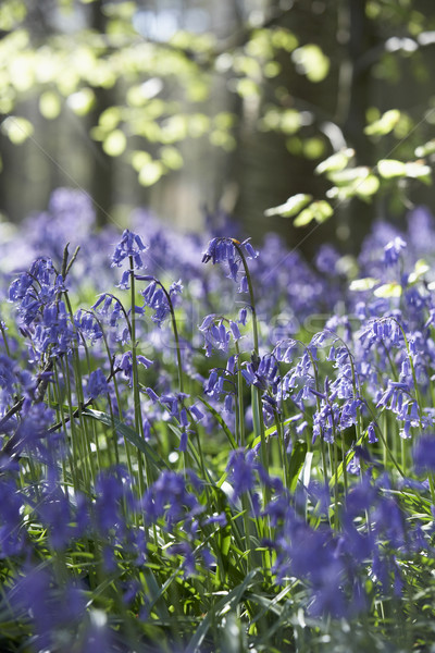 Bluebells Growing In Woodland Stock photo © monkey_business