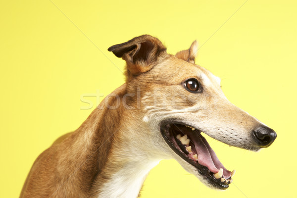 Retrato animal de estimação galgo cão sessão bonitinho Foto stock © monkey_business
