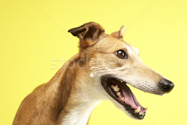 肖像 ペット グレイハウンド 犬 座って かわいい ストックフォト © monkey_business