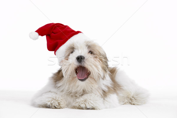 [[stock_photo]]: Chien · chapeau · drôle · animaux