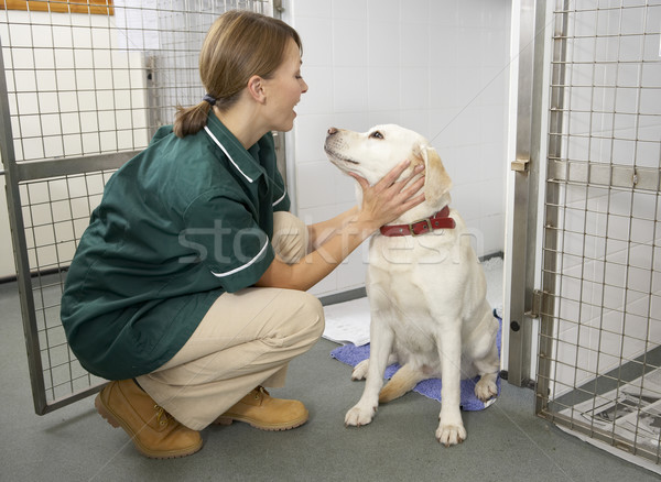 Stock photo: Vetinary Nurse Checking Sick Animals In Pens