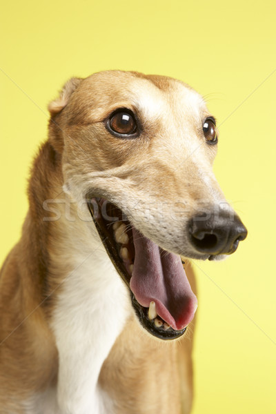 肖像 ペット グレイハウンド 犬 座って かわいい ストックフォト © monkey_business