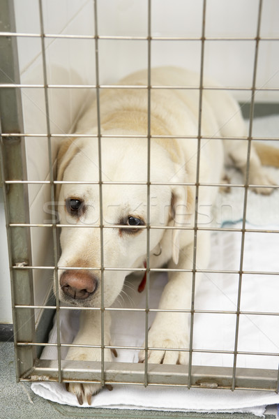 Dog Recovering In Vet's Kennels Stock photo © monkey_business