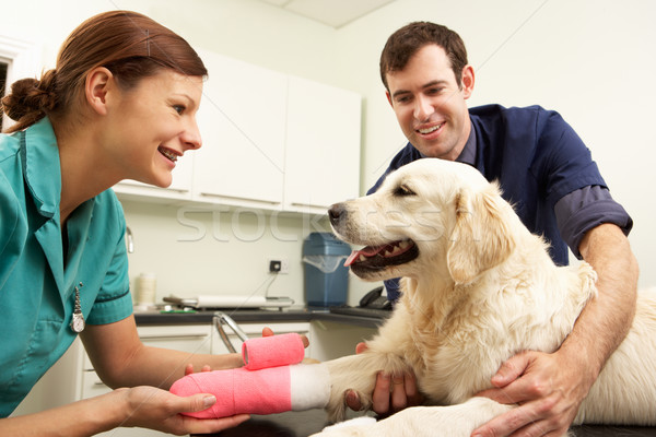 Male Veterinary Surgeon Treating Dog In Surgery Stock photo © monkey_business