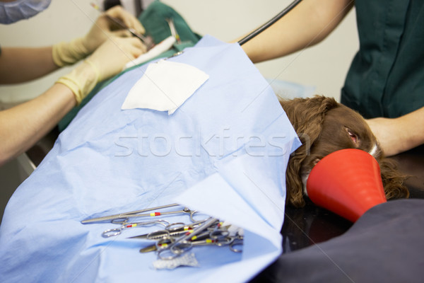 Chien chirurgie femme femmes infirmière Homme Photo stock © monkey_business