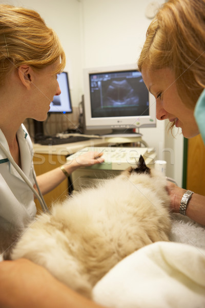 Gato ultrasonido escanear médico mujeres supervisar Foto stock © monkey_business