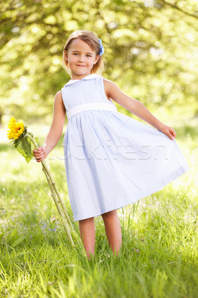 Stock photo: Young Girl Walking Through Summer Field Holding Sunflower