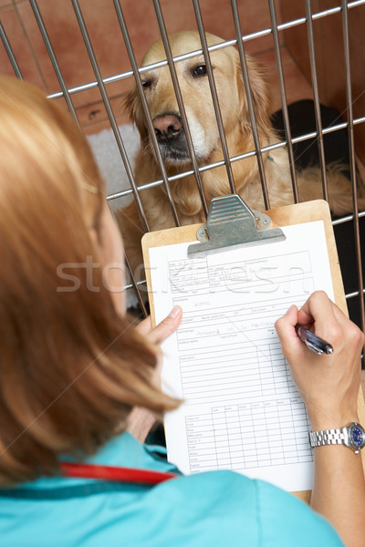 Veterinary Nurse Checking On Dog In Cage Stock photo © monkey_business