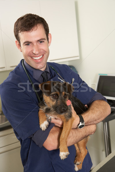 Foto stock: Masculina · veterinario · cirujano · perro · cirugía