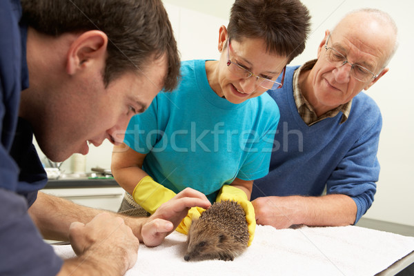 Male Veterinary Surgeon Examining Rescued Hedgehog In Surgery Stock photo © monkey_business