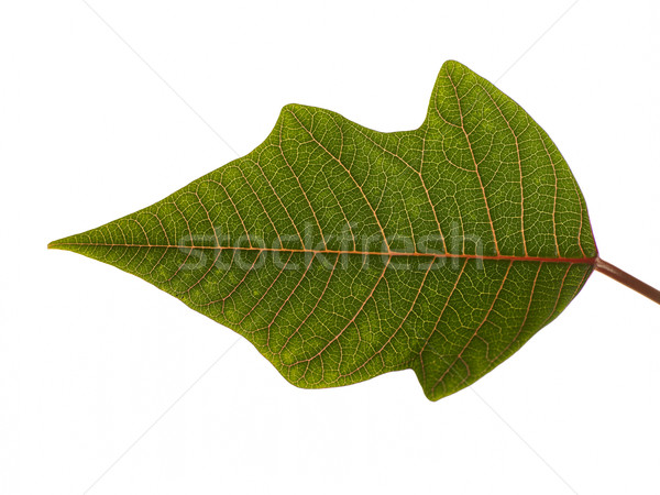 Groen blad groene kleur horizontaal witte achtergrond Stockfoto © monkey_business