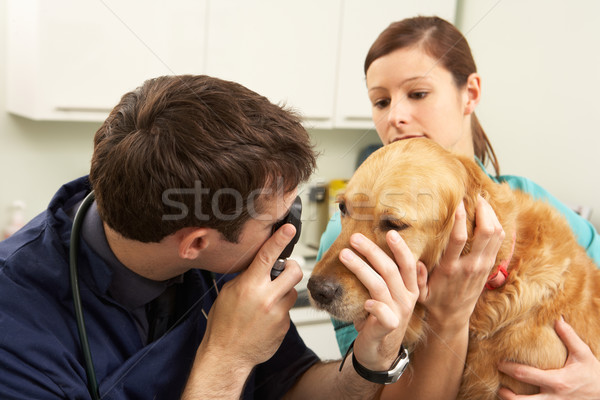 Stock foto: Männlich · Veterinär- · Chirurg · Hund · Chirurgie