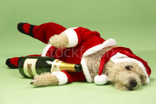 Small Dog In Santa Costume Lying Down With Champagne Bottle Stock photo © monkey_business