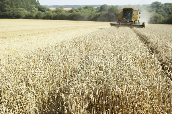 Arbeiten Bereich Sommer Ernte Stroh Freien Stock foto © monkey_business