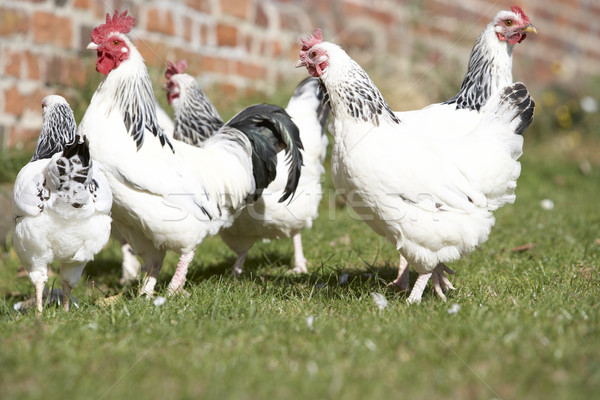 Poultry In Farmyard Stock photo © monkey_business