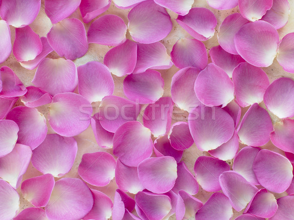 Large Group Of Pink Rose Petals Stock photo © monkey_business