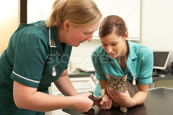 Vrouwelijke veeartsenijkundig chirurg verpleegkundige onderzoeken kat Stockfoto © monkey_business