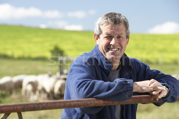 Boerderij werknemer schapen landschap veld Stockfoto © monkey_business