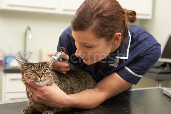 Female Veterinary Surgeon Examining Cat In Surgery Stock photo © monkey_business