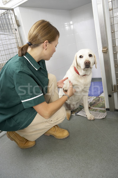 Vetinary Nurse Checking Sick Animals In Pens Stock photo © monkey_business