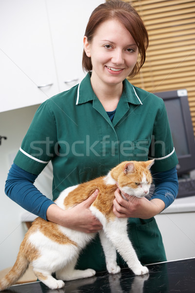 Stock photo: Female Vet Examining Cat In Surgery