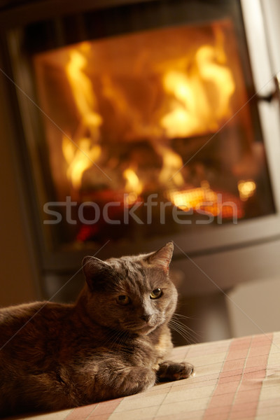 Close Up Of Cat Relaxing By Cosy Log Fire Stock photo © monkey_business