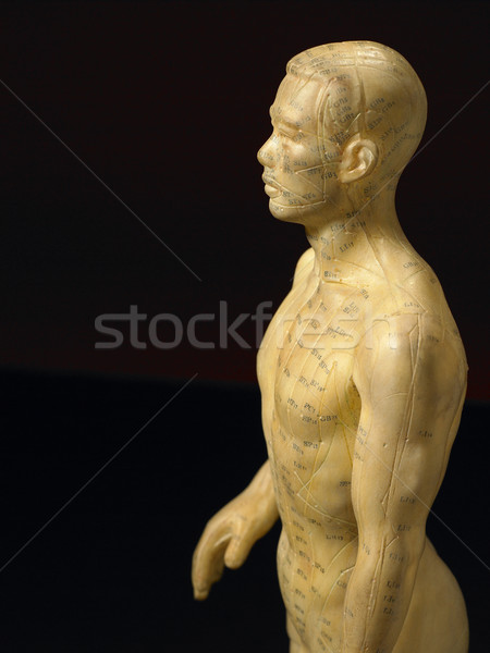Meridyen hatları akupunktur heykelcik renk Büyük Britanya Stok fotoğraf © monkey_business