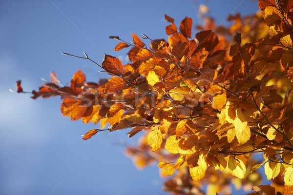 Oranje bladeren boom najaar natuur blad Stockfoto © monkey_business