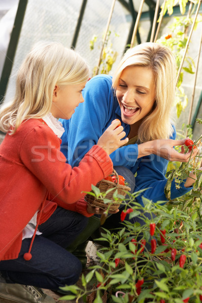 若い女性 子 収穫 トマト 少女 フルーツ ストックフォト © monkey_business