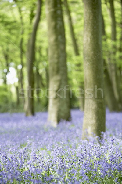 Groeiend boom bos natuur kleur Engeland Stockfoto © monkey_business