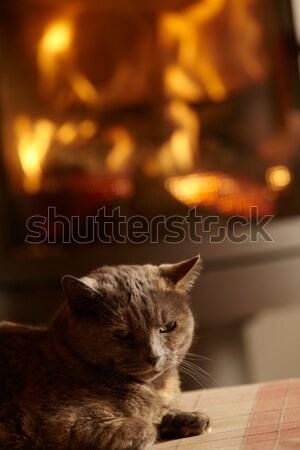 Close Up Of Cat Relaxing By Cosy Log Fire Stock photo © monkey_business