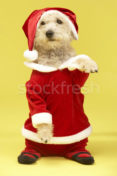 Small Dog In Santa Costume Stock photo © monkey_business