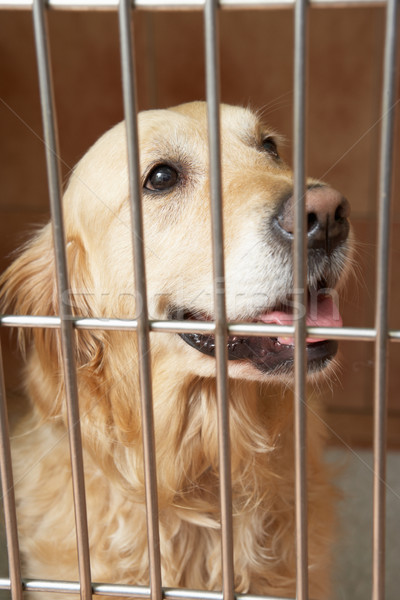 Golden Retriever Dog In Cage At Veterinary Surgery Stock photo © monkey_business