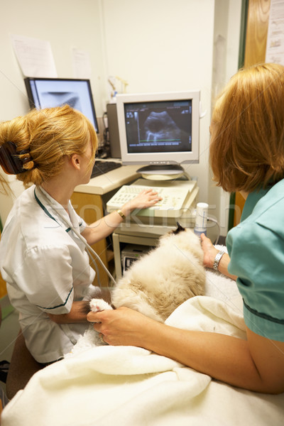 Kedi ultrason taramak doktor kadın izlemek Stok fotoğraf © monkey_business