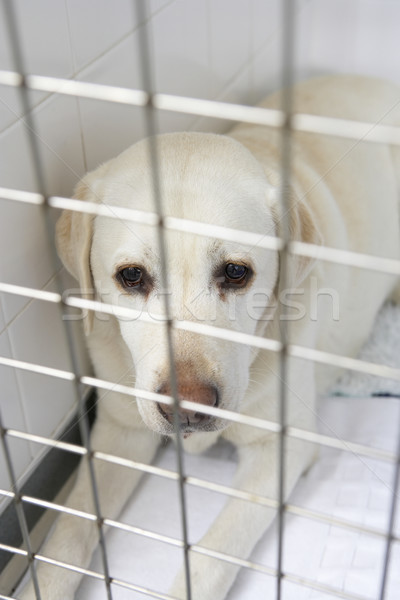 Psa pióro smutne zwierząt chorych domowych Zdjęcia stock © monkey_business