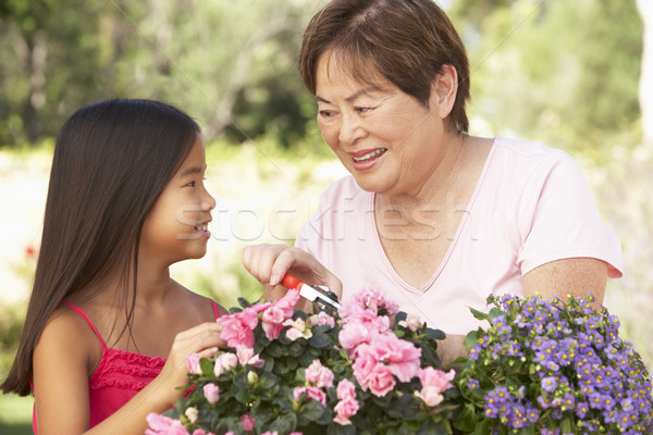 Petite fille grand-mère jardinage ensemble enfant jardin [[stock_photo]] © monkey_business