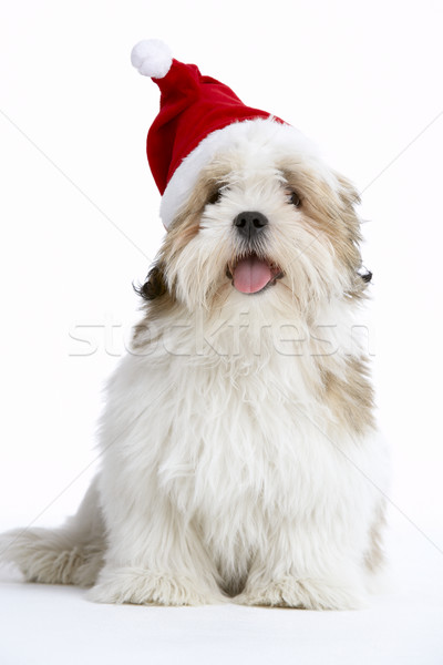 Stockfoto: Hond · hoed · grappig · dier