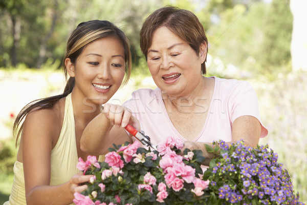 Mother With Adult Daughter Gardening Together Stock photo © monkey_business