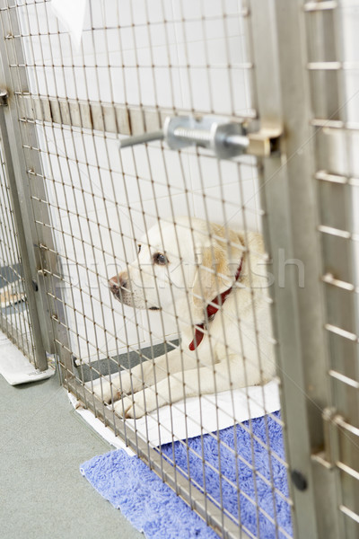 Dog Recovering In Vet's Kennels Stock photo © monkey_business