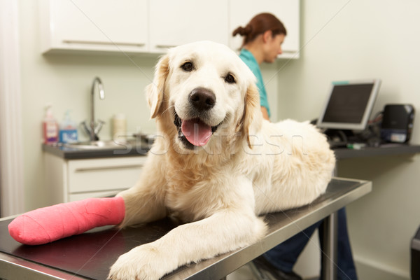 Vrouwelijke veeartsenijkundig chirurg hond chirurgie vrouw Stockfoto © monkey_business