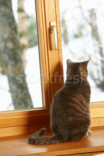 Cat Sitting On Window Ledge Looking At Snowy View Stock photo © monkey_business