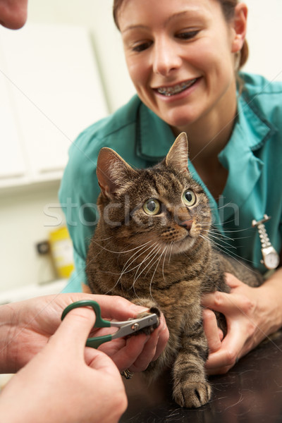 Foto stock: Femenino · veterinario · cirujano · enfermera · examinar · gato