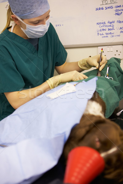 Stock photo: Dog Undergoing Surgery At Vets