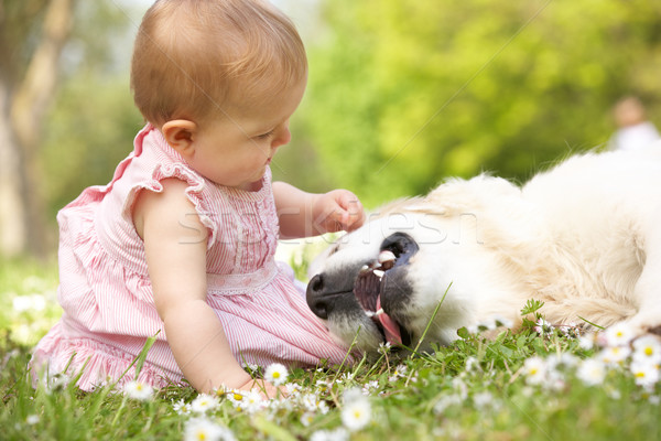 Baby Girl In Summer Dress Sitting In Field Petting Family Dog Stock photo © monkey_business