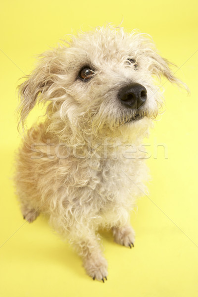 Small Mongrel Dog Sitting In Studio Stock photo © monkey_business