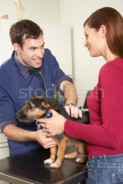 Male Veterinary Surgeon Examining Dog In Surgery Stock photo © monkey_business