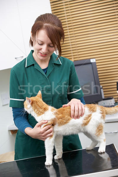 Stock fotó: Női · állatorvos · megvizsgál · macska · műtét · orvos