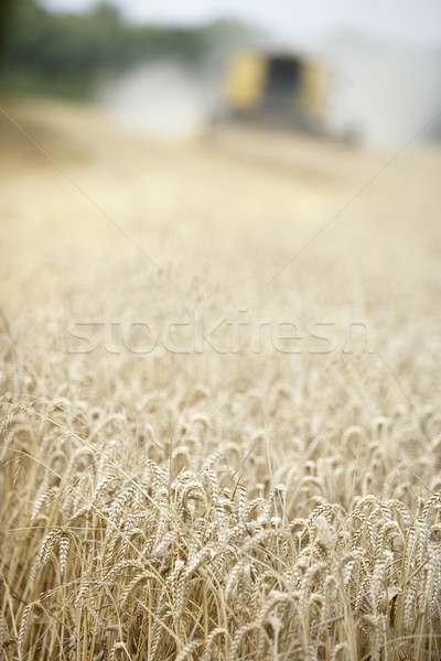 Combine Harvester Working In Field Stock photo © monkey_business